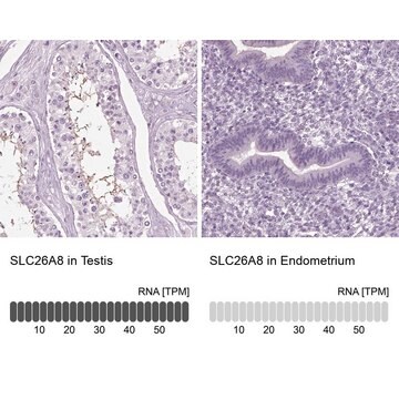 Anti-SLC26A8 antibody produced in rabbit Prestige Antibodies&#174; Powered by Atlas Antibodies, affinity isolated antibody, buffered aqueous glycerol solution