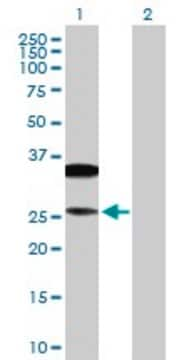 Anti-CD79B antibody produced in rabbit purified immunoglobulin, buffered aqueous solution