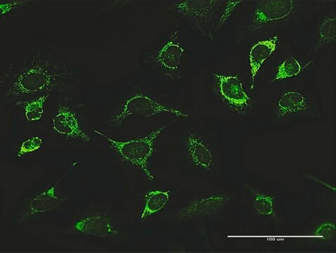 Anti-LONP1 antibody produced in rabbit purified immunoglobulin, buffered aqueous solution