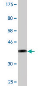 Monoclonal Anti-SLC5A3 antibody produced in mouse clone 3A6, purified immunoglobulin, buffered aqueous solution