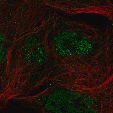 Anti-Cgas Antibody Produced In Rabbit Prestige Antibodies&#174; Powered by Atlas Antibodies, affinity isolated antibody, buffered aqueous glycerol solution