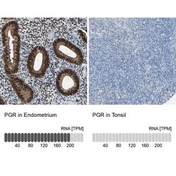 抗PGR ウサギ宿主抗体 Ab2, Prestige Antibodies&#174; Powered by Atlas Antibodies, affinity isolated antibody, buffered aqueous glycerol solution