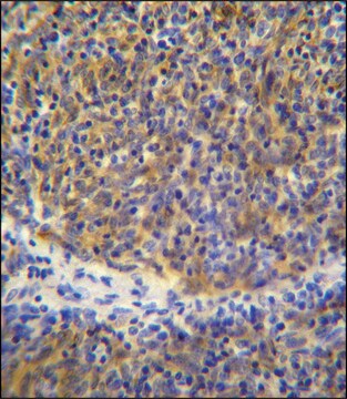 ANTI-PSMB11 (C-TERM) antibody produced in rabbit IgG fraction of antiserum, buffered aqueous solution