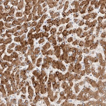 Anti-PCYOX1 antibody produced in rabbit Prestige Antibodies&#174; Powered by Atlas Antibodies, affinity isolated antibody, buffered aqueous glycerol solution