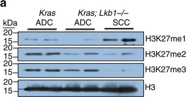 Anti-monomethyl-Histone H3 (Lys27) Antibody Upstate&#174;, from rabbit