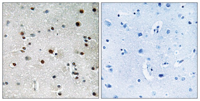 Anti-RFX3, C-Terminal antibody produced in rabbit affinity isolated antibody