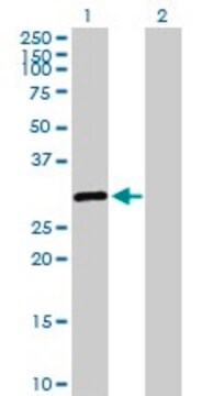 Anti-SALL2 antibody produced in rabbit purified immunoglobulin, buffered aqueous solution