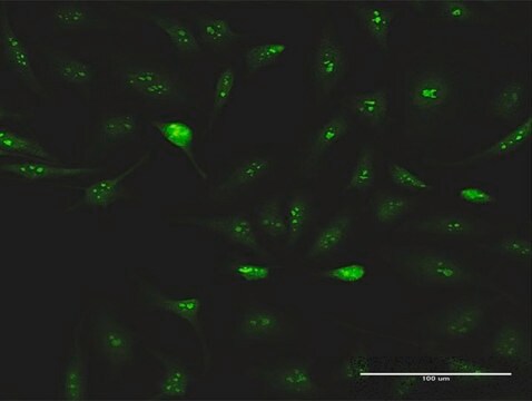 Anti-ESF1 antibody produced in rabbit purified immunoglobulin, buffered aqueous solution