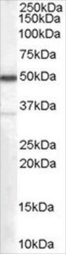 Anti-Chromogranin A Precursor antibody produced in goat affinity isolated antibody, buffered aqueous solution