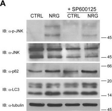 Monoclonal Anti-&#946;-Tubulin I antibody produced in mouse clone SAP.4G5, ascites fluid