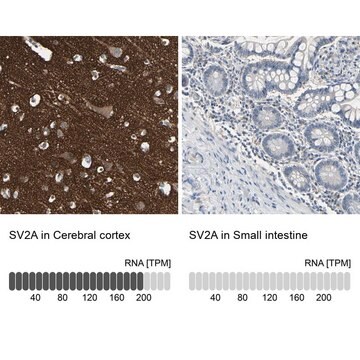 Anti-SV2A antibody produced in rabbit Prestige Antibodies&#174; Powered by Atlas Antibodies, affinity isolated antibody, buffered aqueous glycerol solution