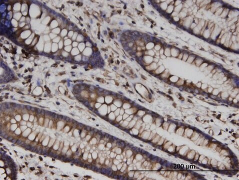 Monoclonal Anti-TUBB antibody produced in mouse clone 3B3, purified immunoglobulin, buffered aqueous solution