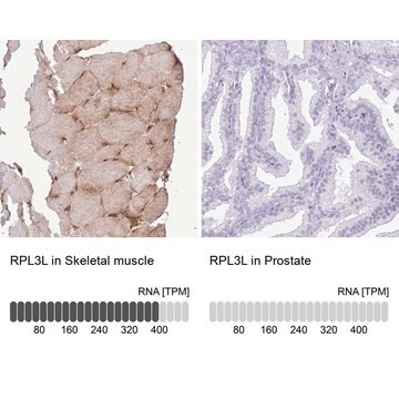 Anti-RPL3L antibody produced in rabbit Prestige Antibodies&#174; Powered by Atlas Antibodies, affinity isolated antibody, buffered aqueous glycerol solution