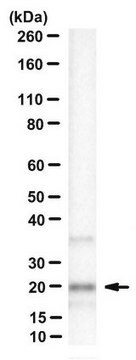 Anti-MED28 Antibody, clone 7E1 clone 7E1, from mouse