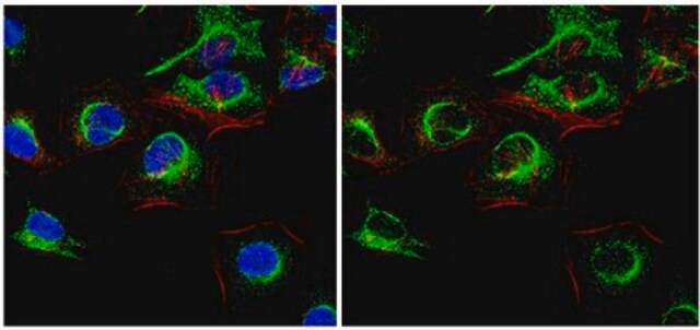 Anti-Caspase-8 (active form p18 subunit) Antibody, clone 2B12.1 clone 2B12.1, from mouse