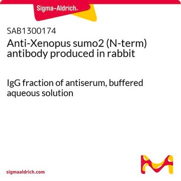 Anti-Xenopus sumo2 (N-term) antibody produced in rabbit IgG fraction of antiserum, buffered aqueous solution