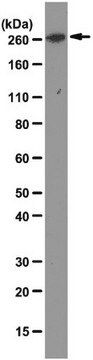 Anti-mTOR Antibody, clone F11 clone F11, from mouse