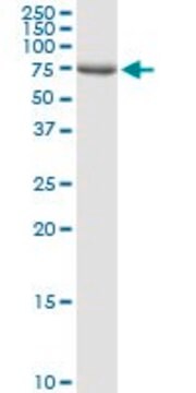 Anti-DLL1 antibody produced in rabbit purified immunoglobulin, buffered aqueous solution