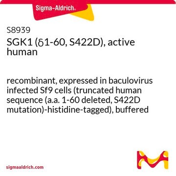 SGK1 (&#948;1-60, S422D), active human recombinant, expressed in baculovirus infected Sf9 cells (truncated human sequence (a.a. 1-60 deleted, S422D mutation)-histidine-tagged), buffered aqueous solution