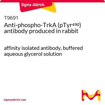 Anti-phospho-TrkA (pTyr490) antibody produced in rabbit affinity isolated antibody, buffered aqueous glycerol solution