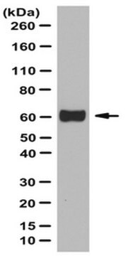 Anti-Occludin Antibody from rabbit, purified by affinity chromatography