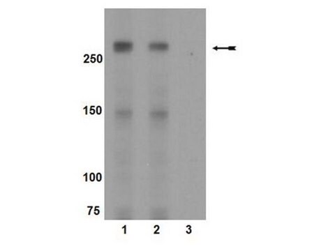 Anti-phospho-mTOR (Ser2448) Antibody Upstate&#174;, from rabbit