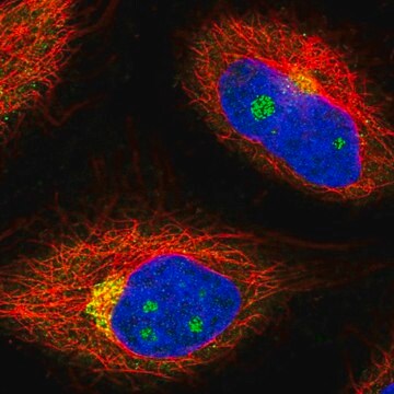 Anti-NCOA4 antibody produced in rabbit Prestige Antibodies&#174; Powered by Atlas Antibodies, affinity isolated antibody