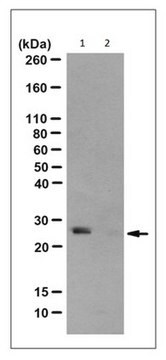 Anti-N3-Phosphohistidine (3-pHis) Antibody, clone SC39-6 clone SC39-6, from rabbit