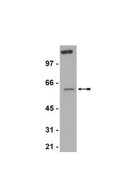 Anti-RIAP-3 (XIAP) Antibody Upstate&#174;, from rabbit