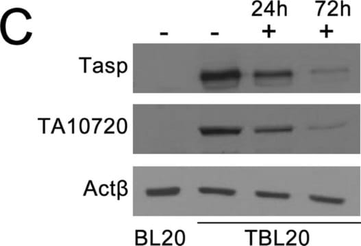 Monoclonal Anti-Actin antibody produced in mouse clone AC-40, ascites fluid