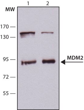 Anti-MDM2 antibody ,Mouse monoclonal clone HDM2-323, purified from hybridoma cell culture