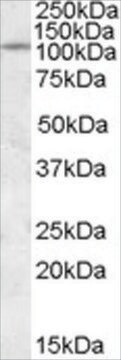 Anti-IA2 antibody produced in goat affinity isolated antibody, buffered aqueous solution