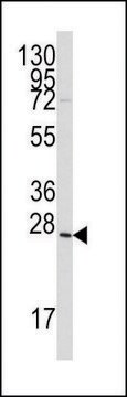 ANTI-GREMLIN (C-TERM) antibody produced in rabbit IgG fraction of antiserum, buffered aqueous solution