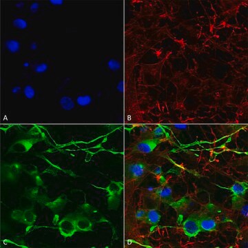 Monoclonal Anti-Vglut1 - PerCP antibody produced in mouse clone S28-9, purified immunoglobulin