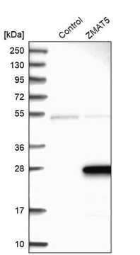 Anti-ZMAT5 antibody produced in rabbit Prestige Antibodies&#174; Powered by Atlas Antibodies, affinity isolated antibody, buffered aqueous glycerol solution