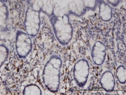 Monoclonal Anti-NME6 antibody produced in mouse clone 2A10, purified immunoglobulin, buffered aqueous solution