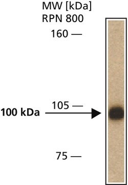 Anti-iASPP antibody, Mouse monoclonal clone LXO49.3, purified from hybridoma cell culture