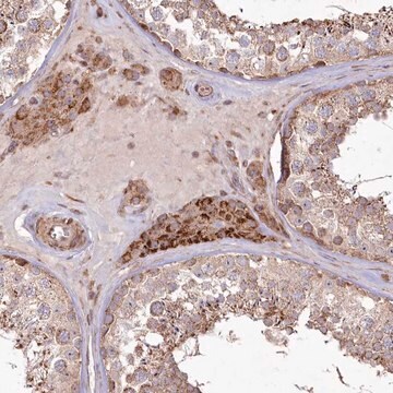 Anti-PSTK antibody produced in rabbit Prestige Antibodies&#174; Powered by Atlas Antibodies, affinity isolated antibody, buffered aqueous glycerol solution