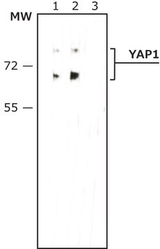 Anti-phospho-YAP1 (pTyr357) antibody, Mouse monoclonal clone PYP-76, purified from hybridoma cell culture