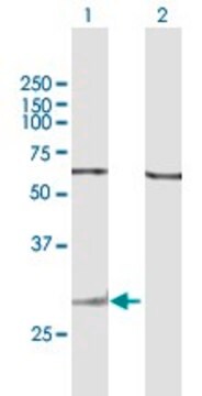 Anti-GZMK antibody produced in mouse purified immunoglobulin, buffered aqueous solution