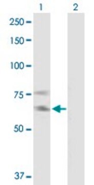 Anti-IL2RB antibody produced in mouse purified immunoglobulin, buffered aqueous solution