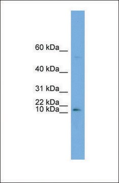 Anti-ATP6V0C antibody produced in rabbit affinity isolated antibody