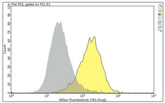 Anti-CD6 Antibody, clone UMCD6 clone UMCD6, from mouse