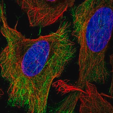 Anti-KCNN1 antibody produced in rabbit Prestige Antibodies&#174; Powered by Atlas Antibodies, affinity isolated antibody