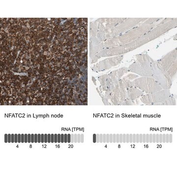 Anti-NFATC2 antibody produced in rabbit Prestige Antibodies&#174; Powered by Atlas Antibodies, affinity isolated antibody, buffered aqueous glycerol solution