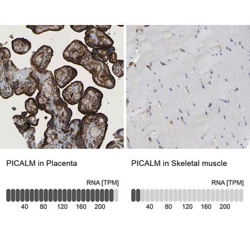 Anti-PICALM antibody produced in rabbit affinity isolated antibody, buffered aqueous glycerol solution, Ab2