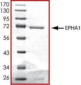 EPHA1 (569-end), active, GST tagged human PRECISIO&#174; Kinase, recombinant, expressed in baculovirus infected Sf9 cells, &#8805;70% (SDS-PAGE), buffered aqueous glycerol solution