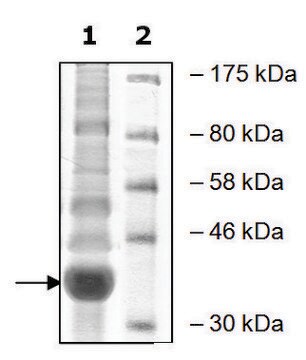 WDR5 human recombinant, expressed in baculovirus infected Sf9 cells, &#8805;90% (SDS-PAGE)