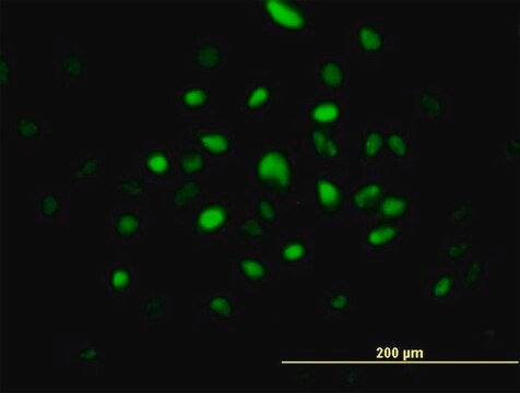 Anti-RNASEH2A antibody produced in mouse purified immunoglobulin, buffered aqueous solution