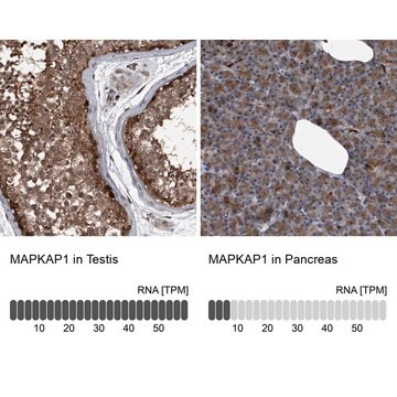 Anti-MAPKAP1 antibody produced in rabbit Prestige Antibodies&#174; Powered by Atlas Antibodies, affinity isolated antibody, buffered aqueous glycerol solution, ab2